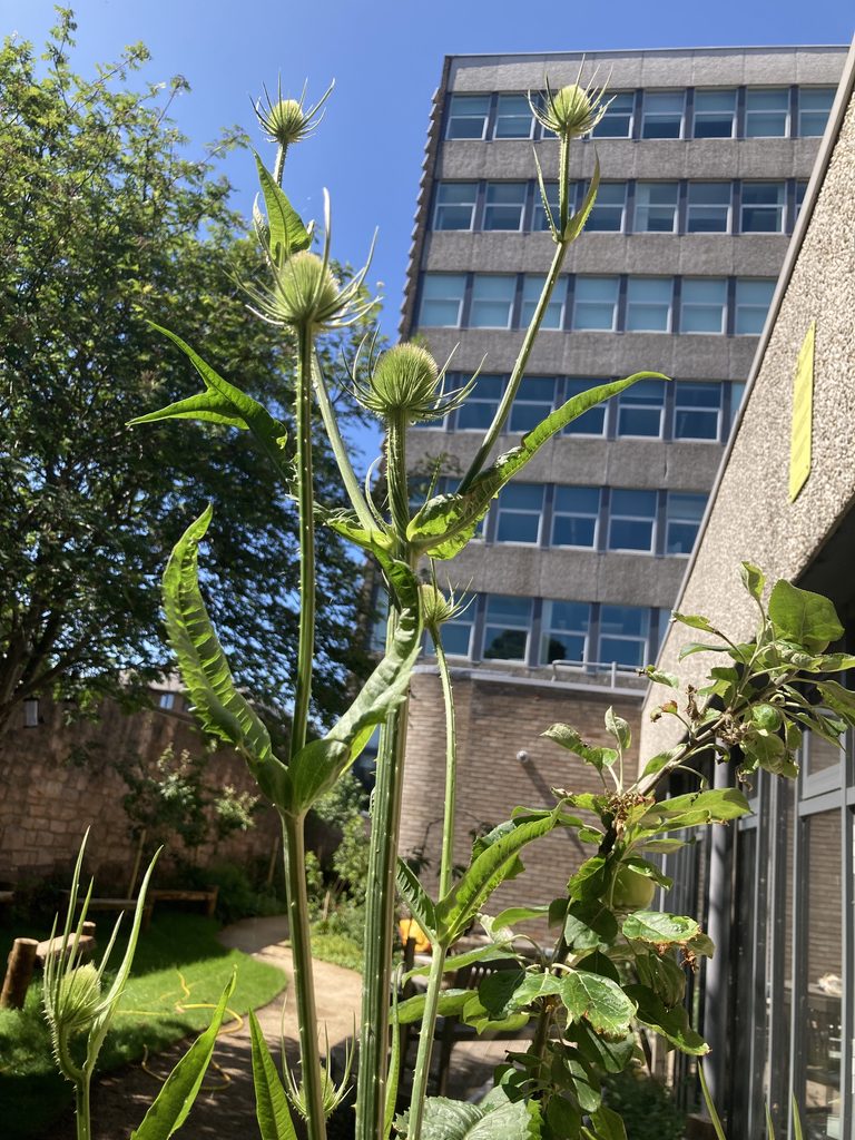 Teasel