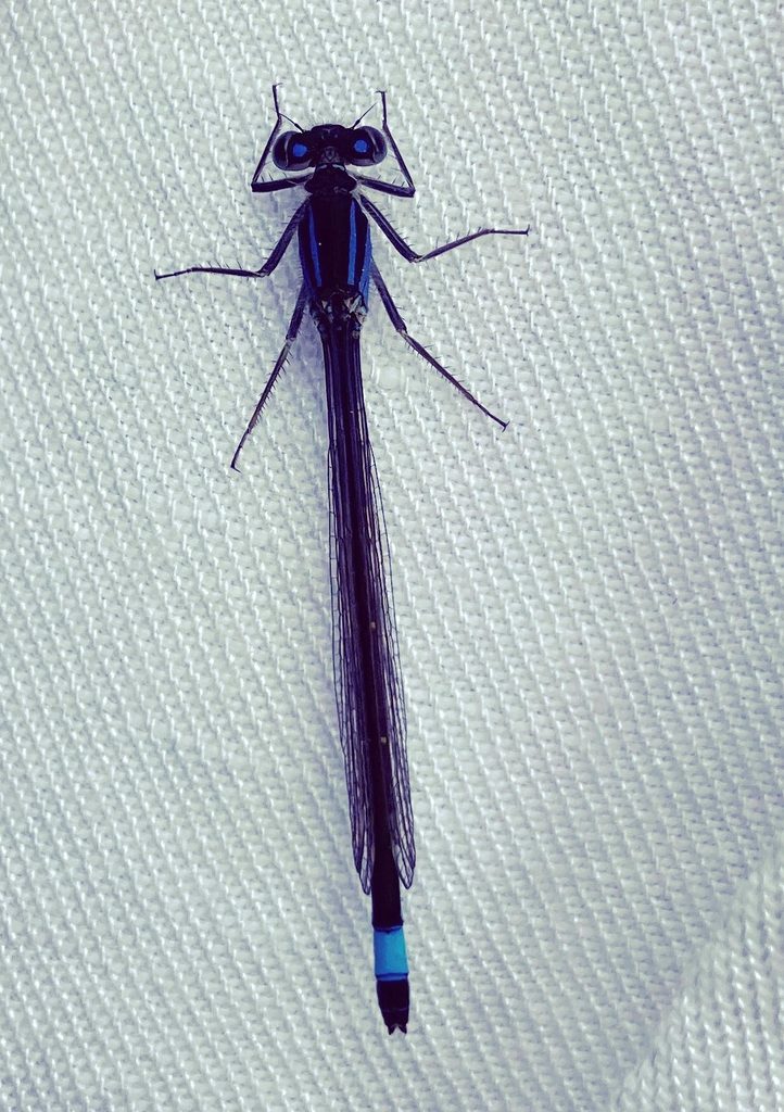 Mayfly