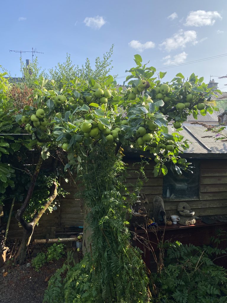 Picture of an east lothian pippin ripe with fruit August 2026