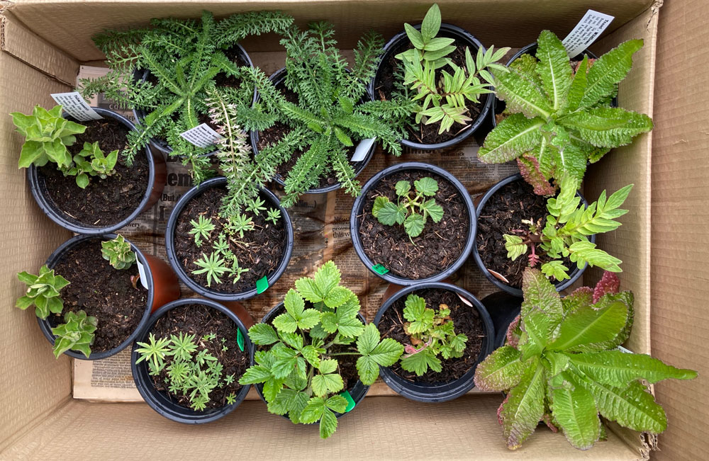 Herbs