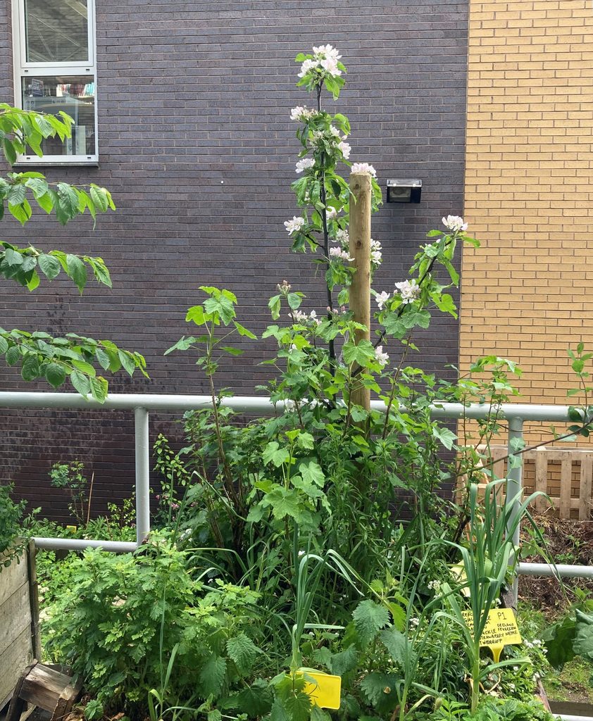 One metre square polyculture
