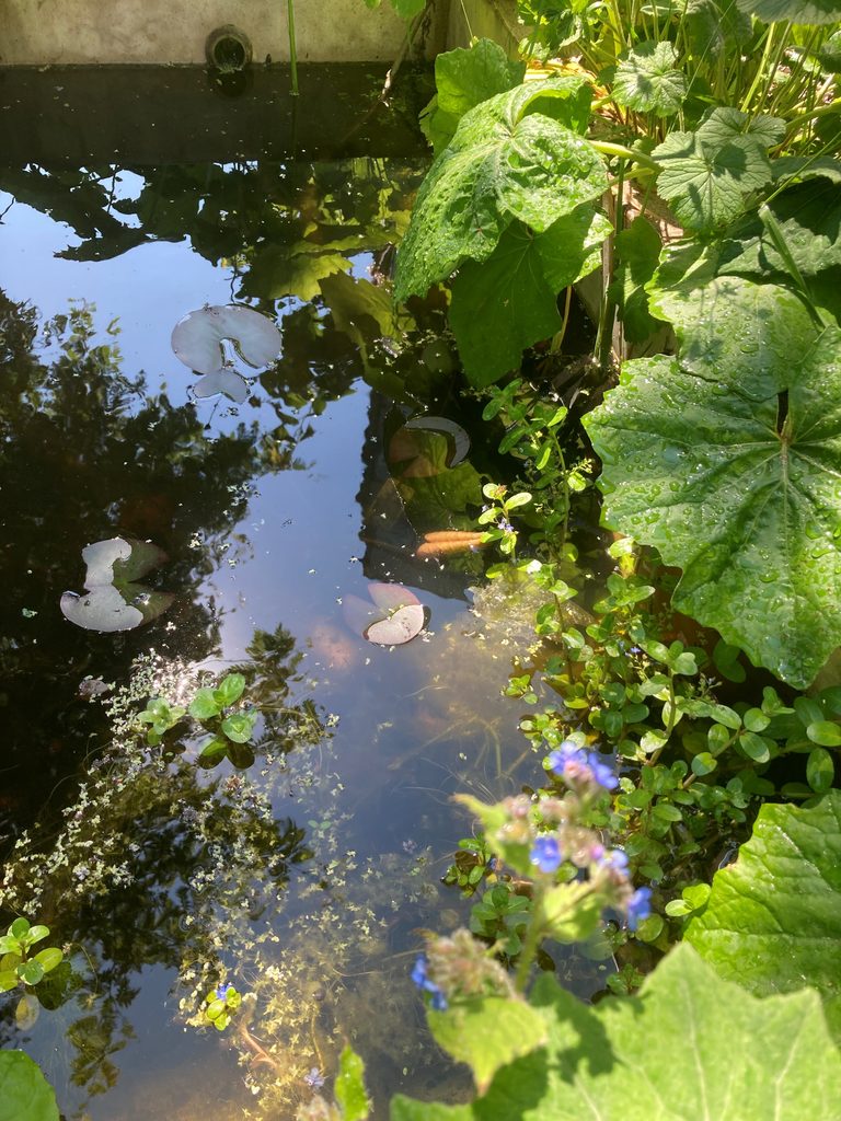 Pond